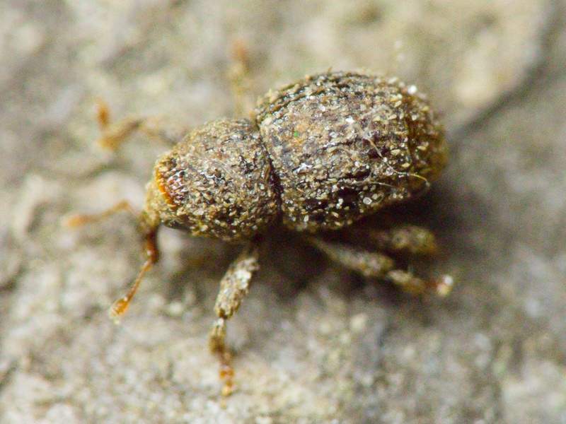 Acalles (Acalles) echinatus (Germar, 1824)